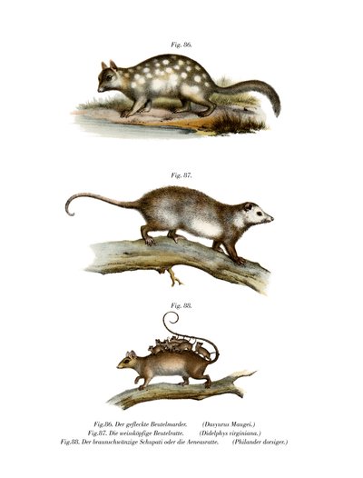 Quoll, 1860 door German School